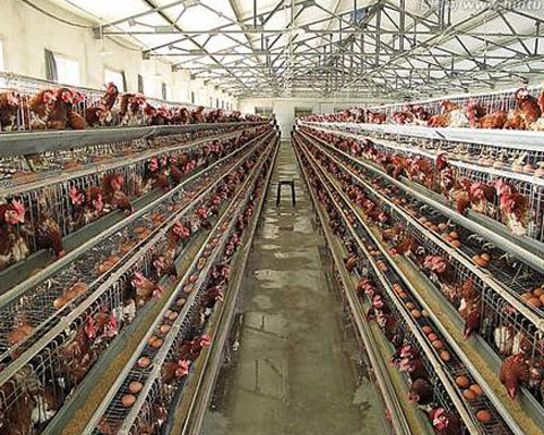 北京客（kè）戶訂購糖心影视小型飼料攪拌機案例
