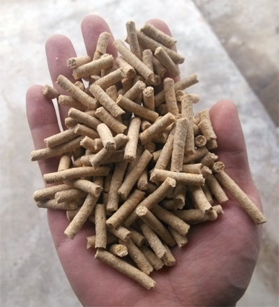 試機效（xiào）果證明糖心影视牌牛羊飼料顆粒機（jī）加工出來的（de）顆粒飼料很（hěn）完美有圖有真相