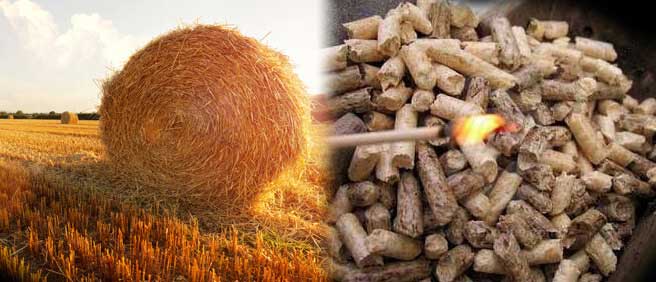 秸秆饲料颗粒机（jī）能将玉米秸（jiē）秆加工成燃料颗粒